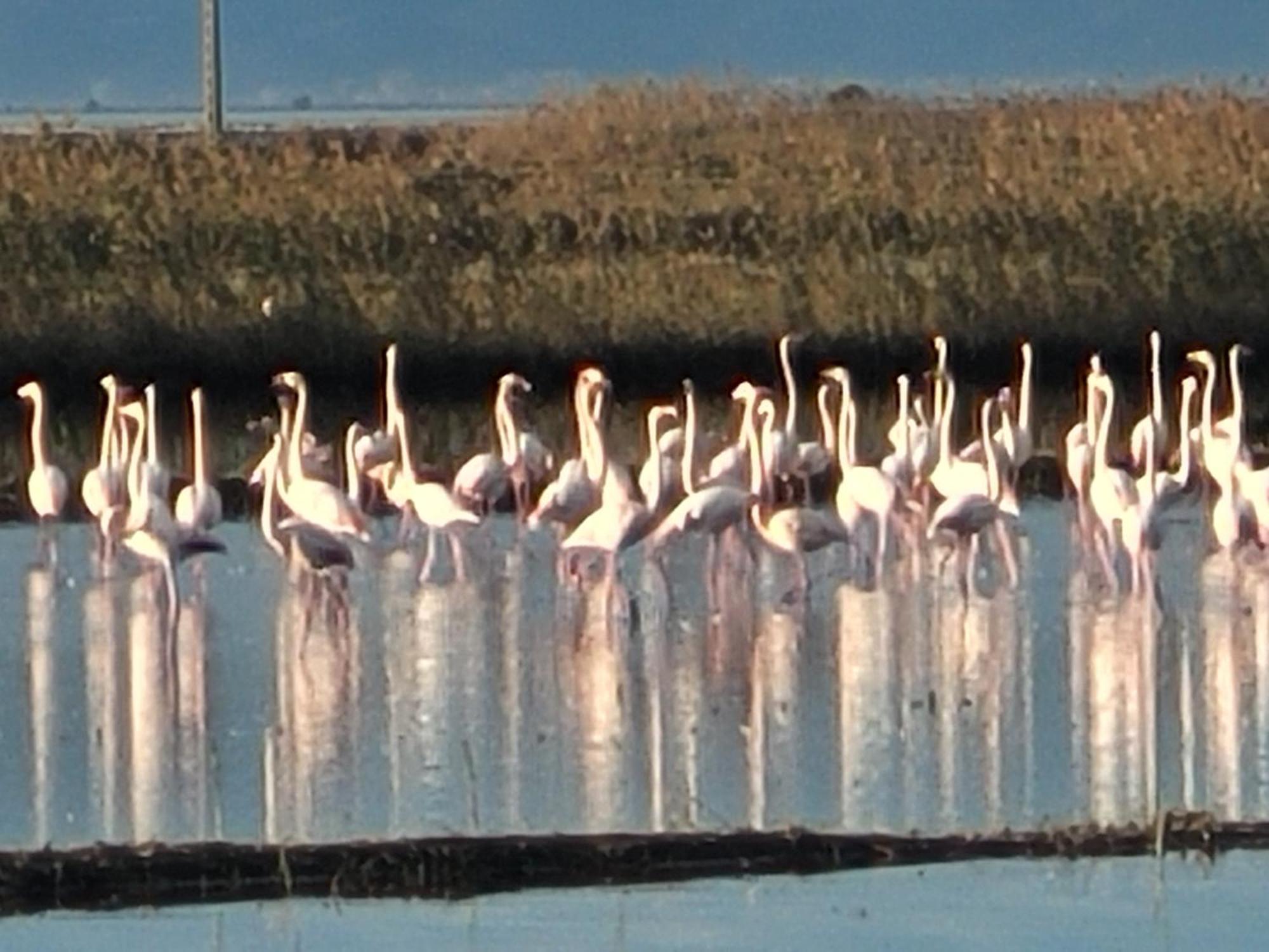 Llar De Laura Villa El Poble Nou del Delta Exteriör bild